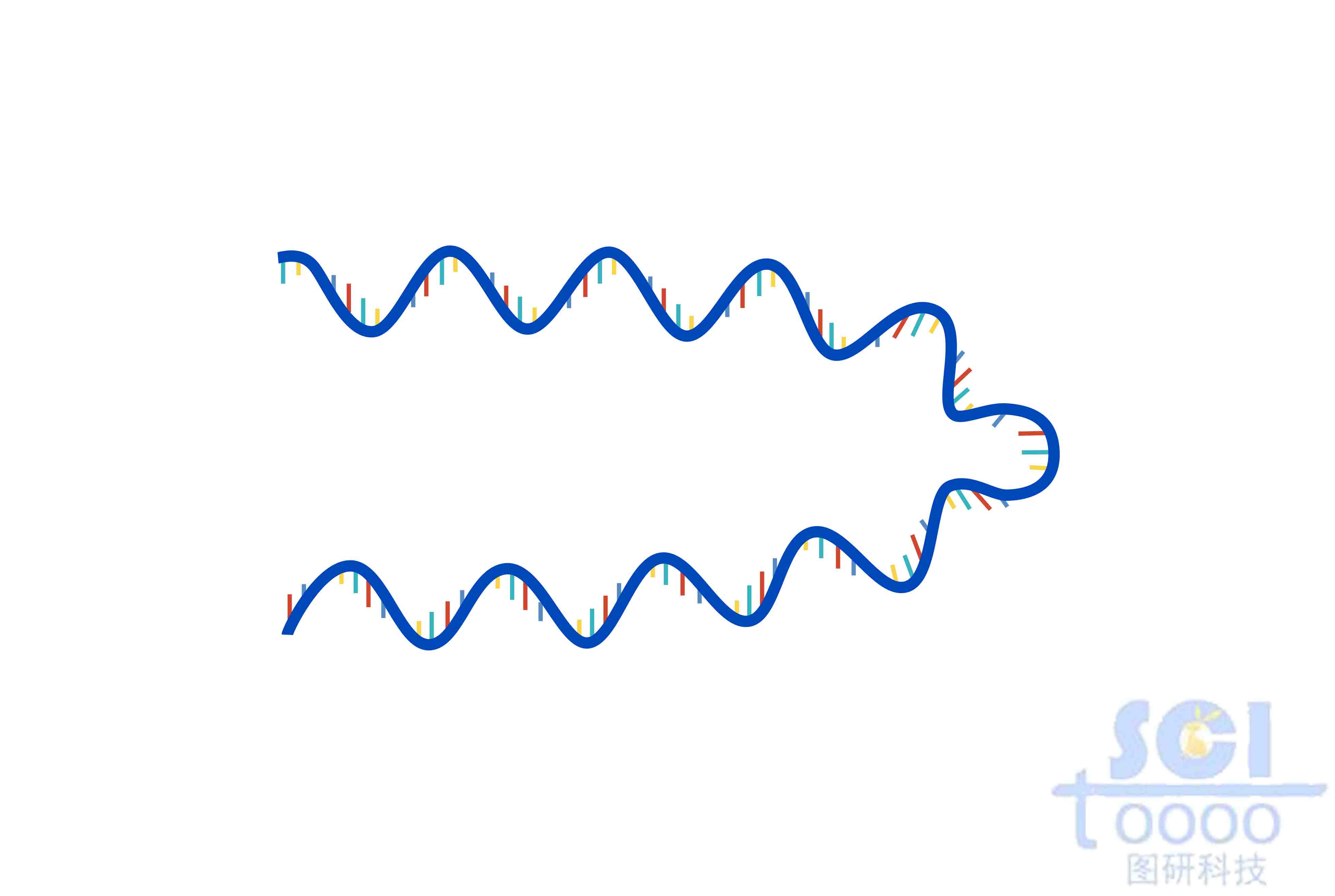 單鏈DNA