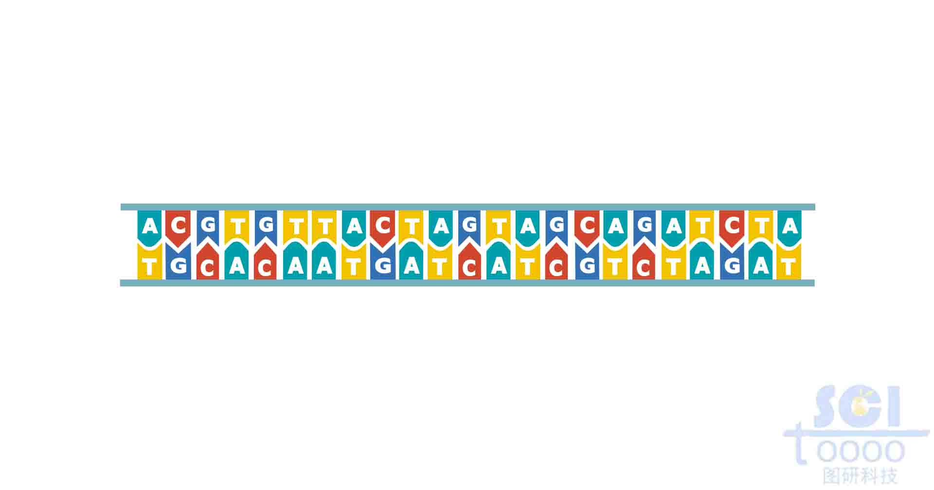 DNA鏈