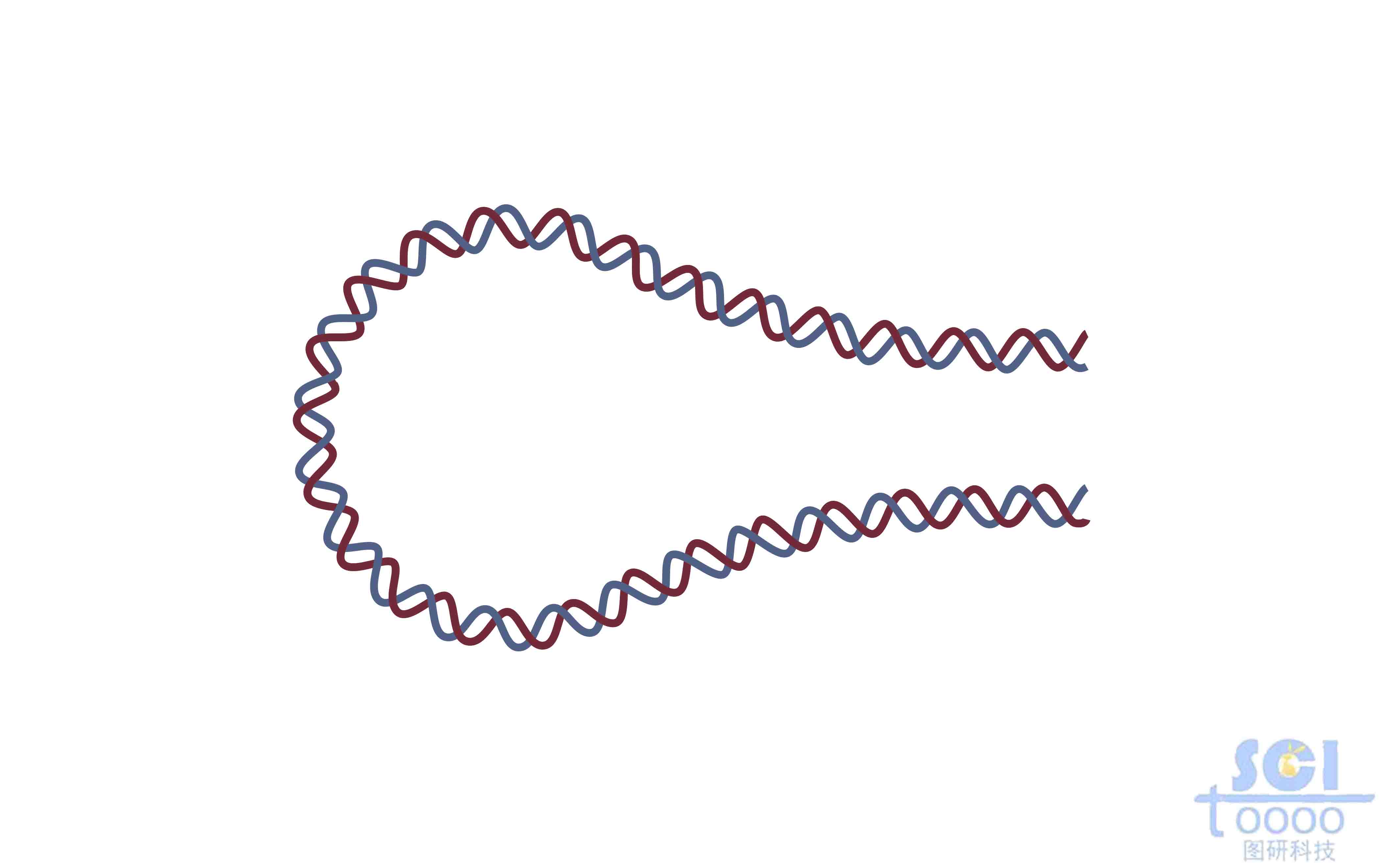 發(fā)夾DNA