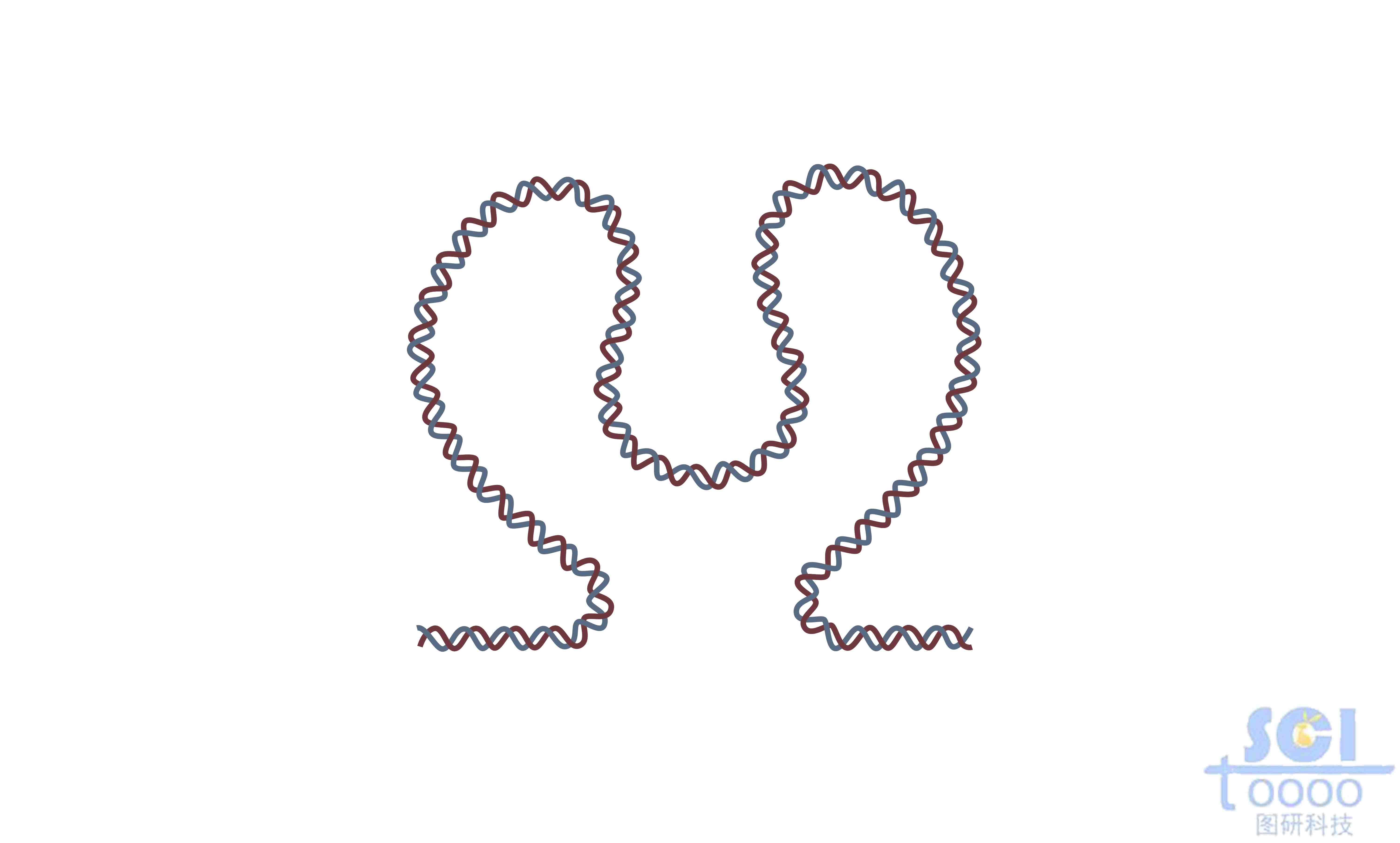 M形DNA環(huán)