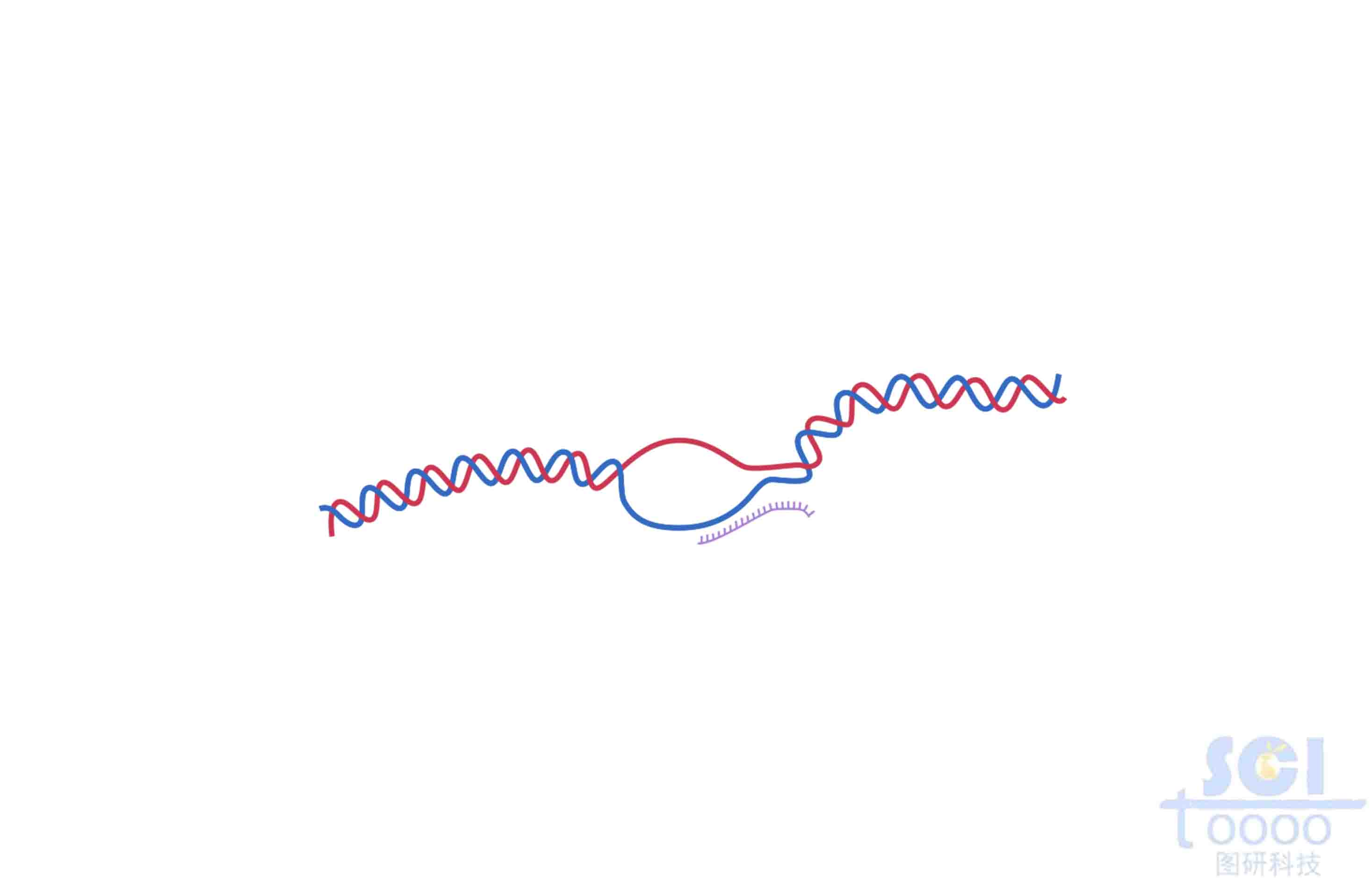 DNA