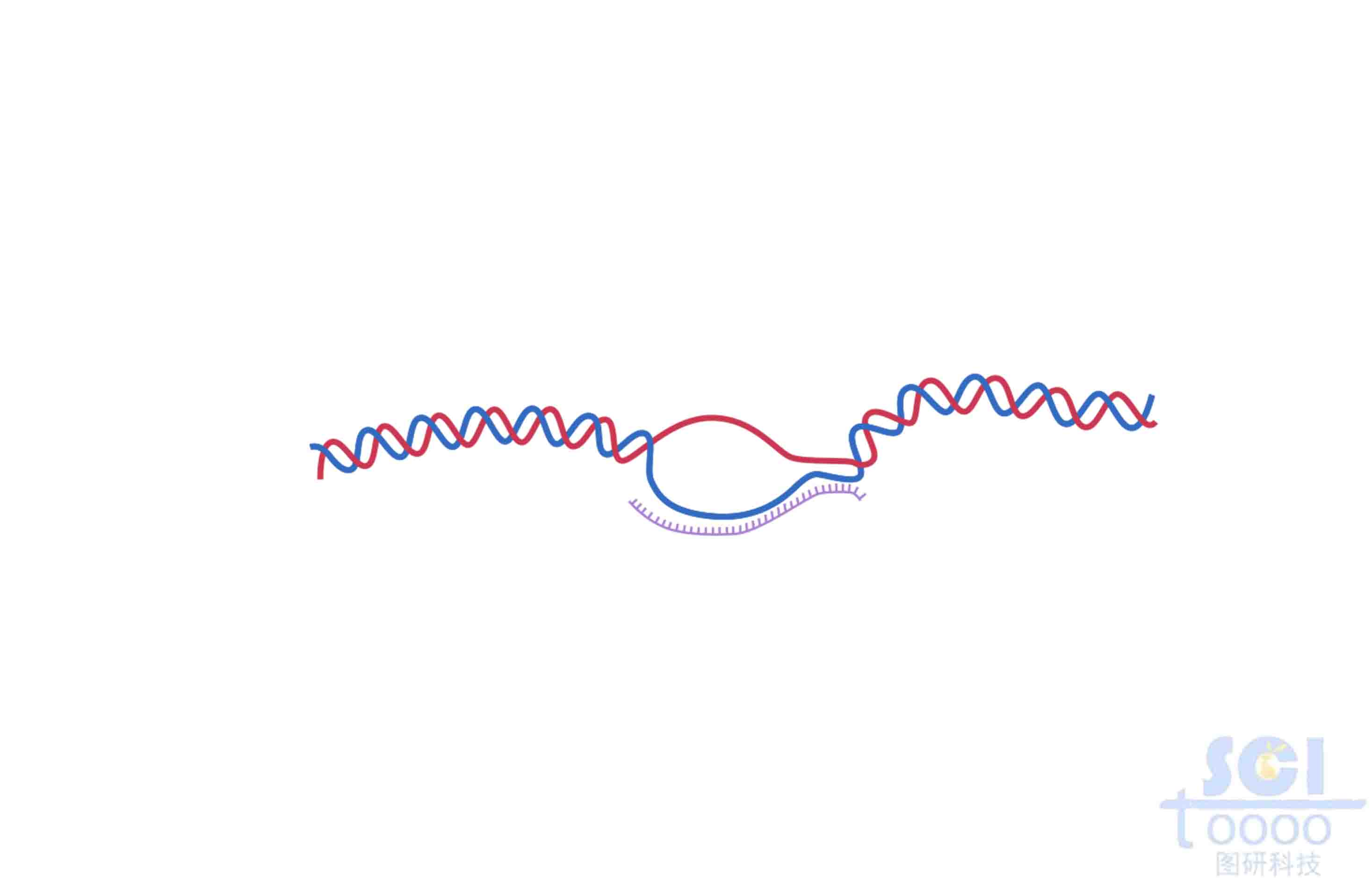 DNA