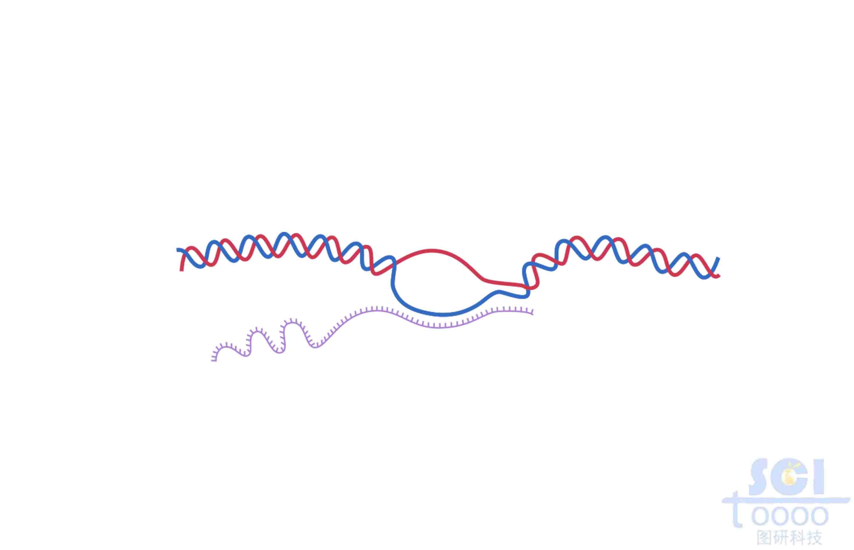 DNA
