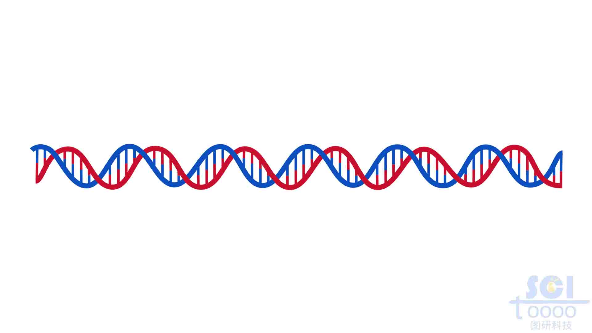 雙螺旋DNA