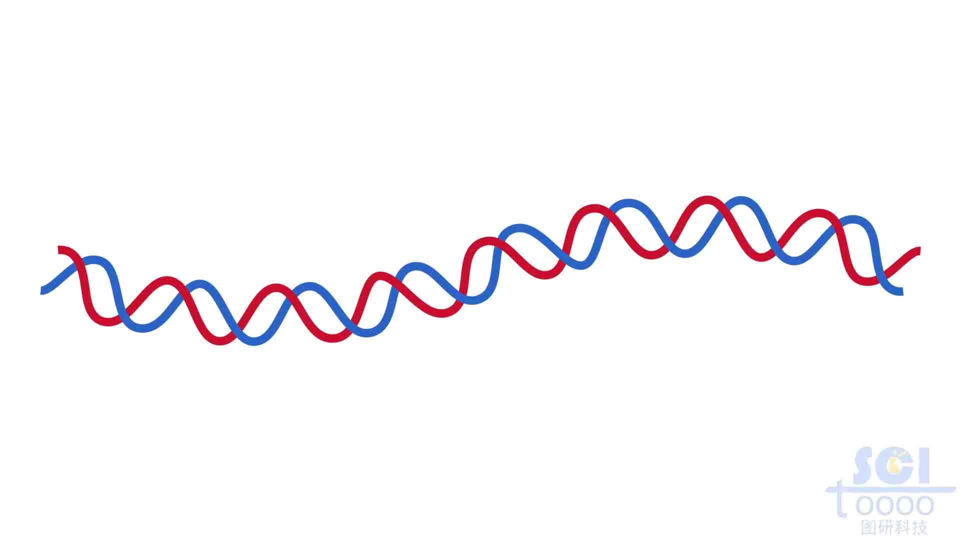 雙螺旋DNA