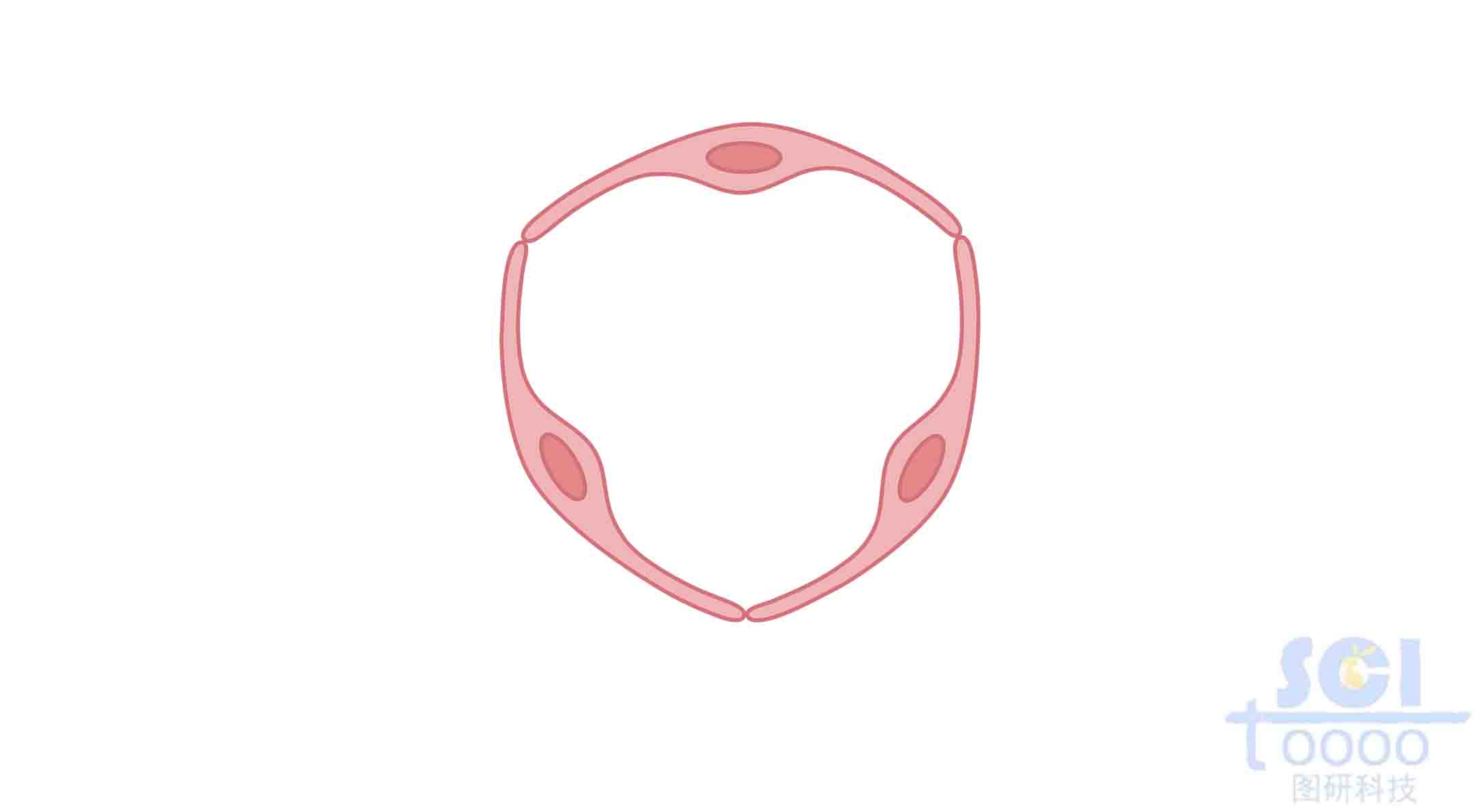 內皮細胞