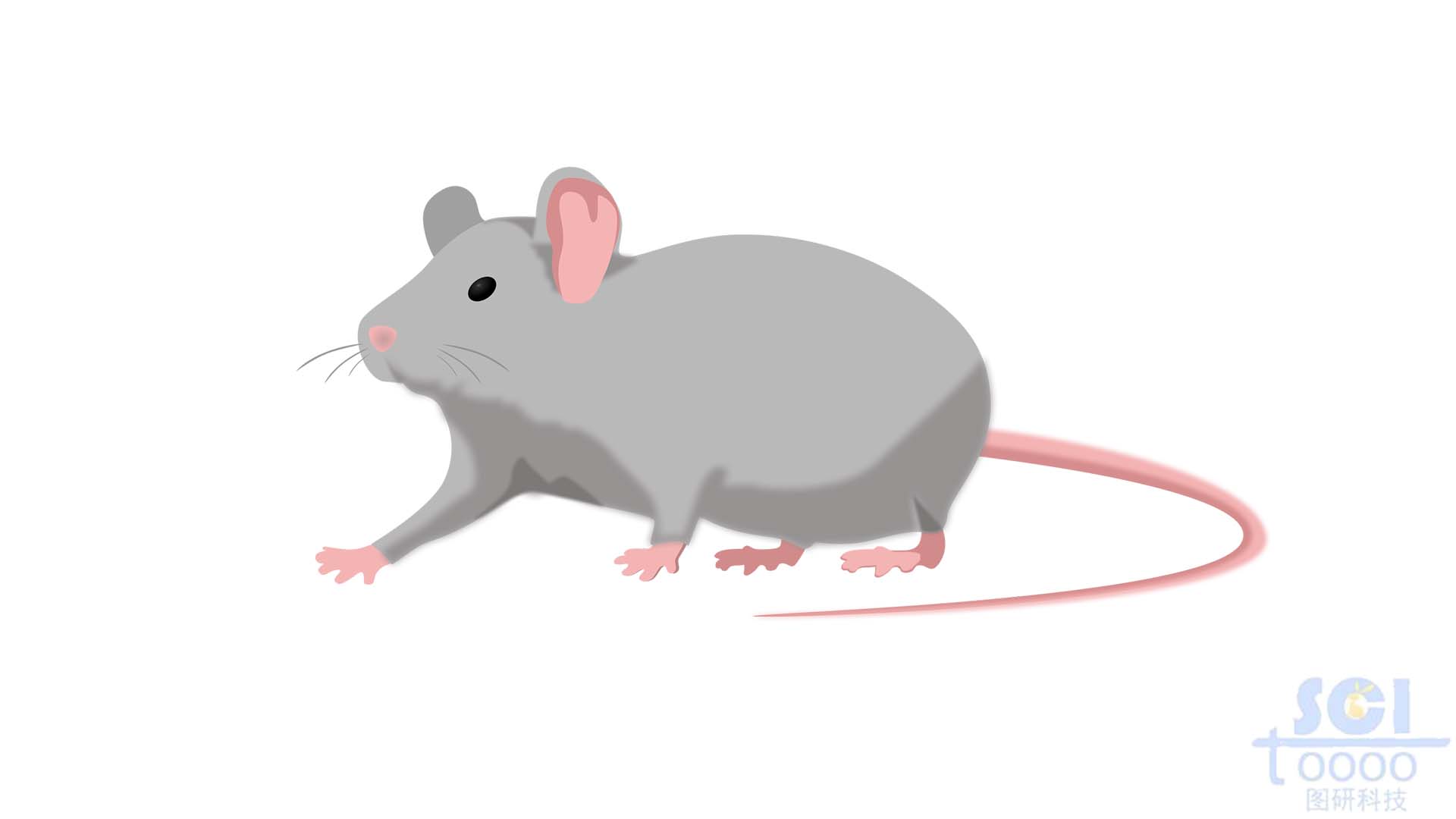 灰鼠