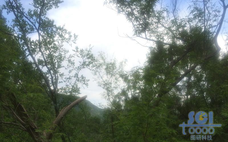 樹木素材