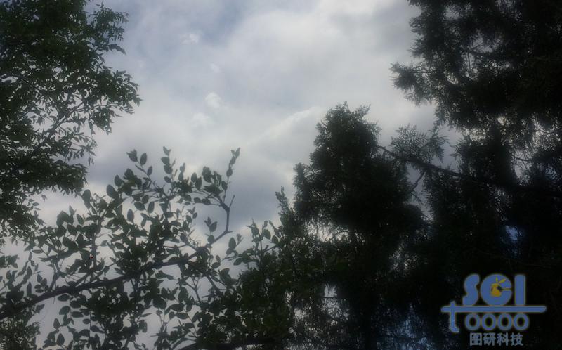 樹木素材