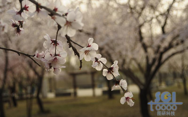 花素材