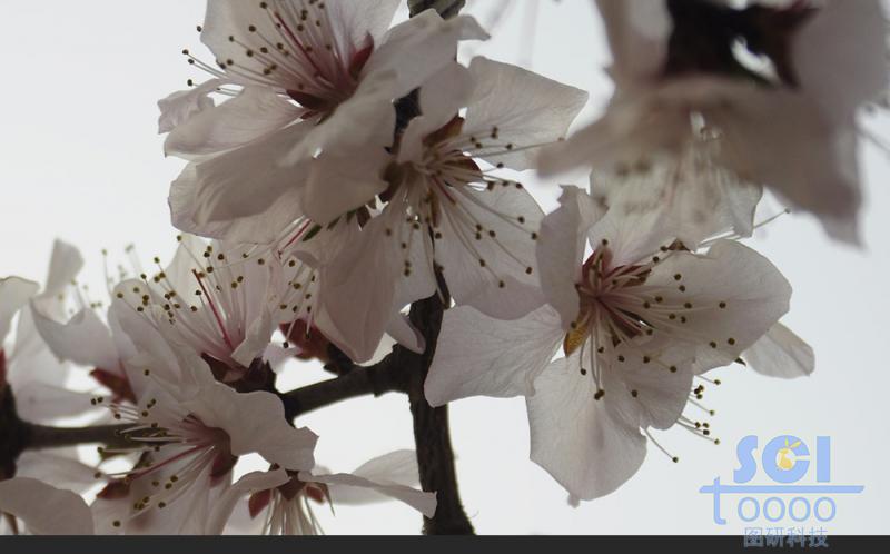 花素材