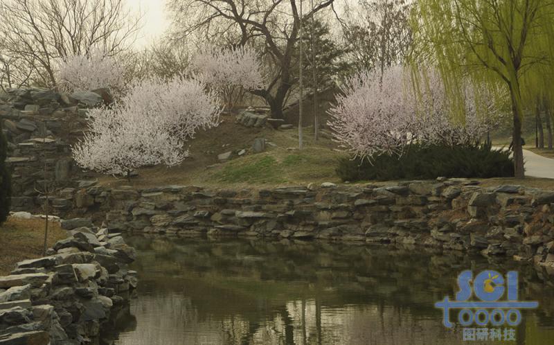花素材