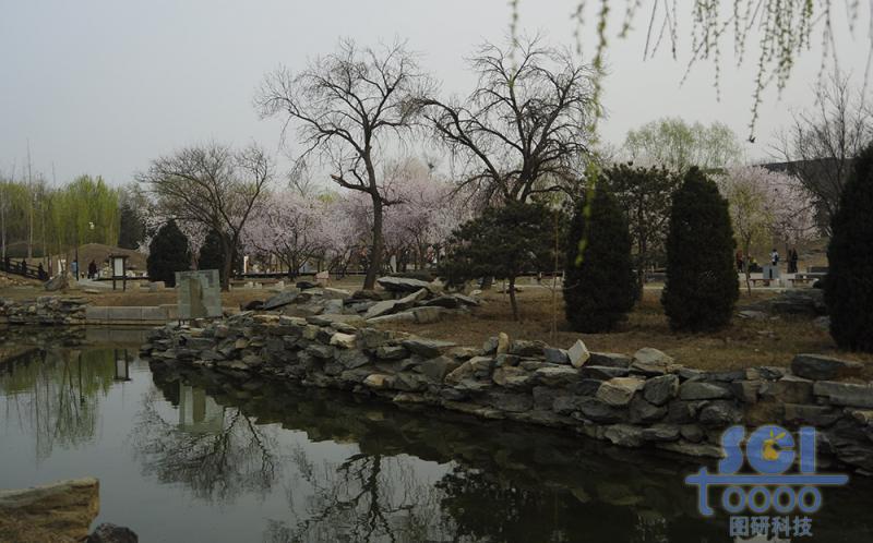 花素材