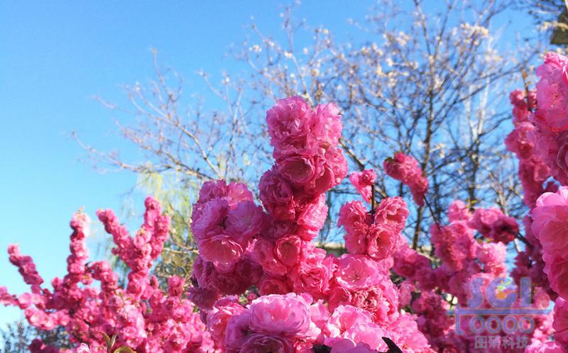 花素材