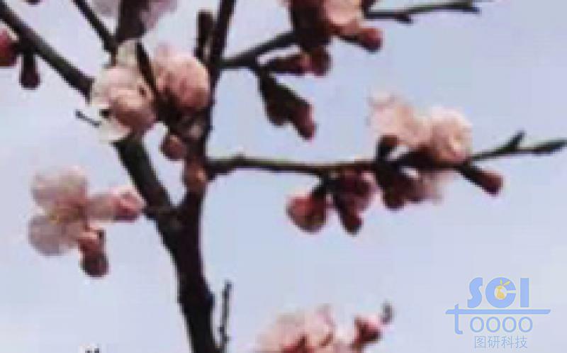 花素材