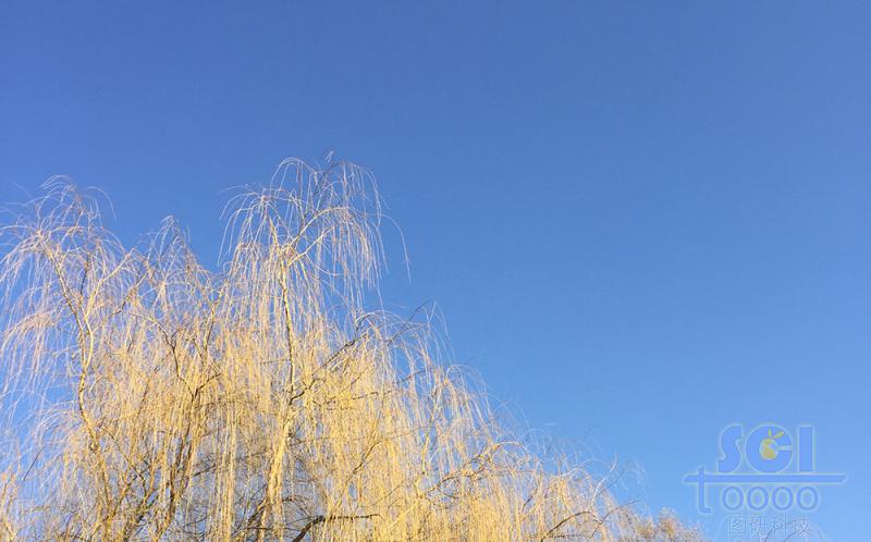 樹(shù)素材